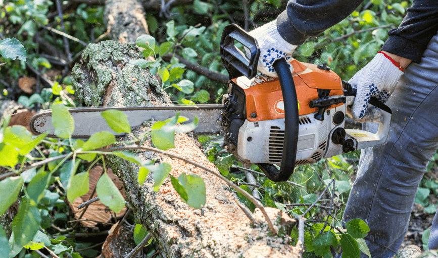 Tree Removal