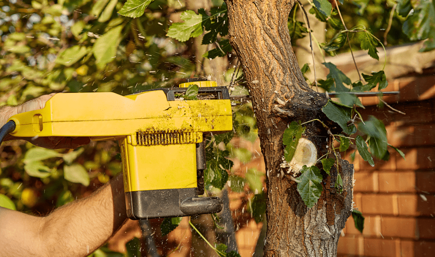 Tree Trimming